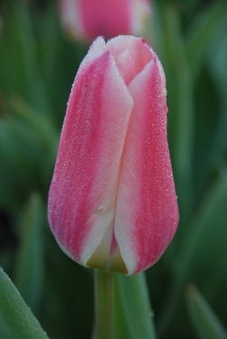 Tulpen Rosy Dream